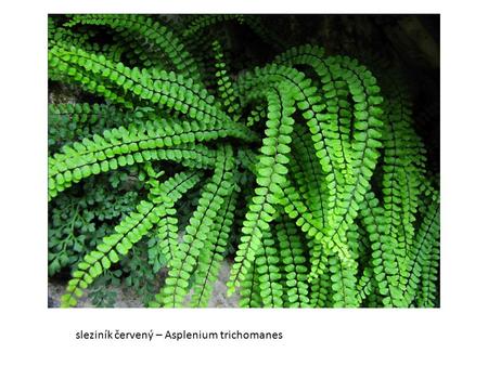 Sleziník červený – Asplenium trichomanes. sleziník routička – Asplenium ruta-muraria.