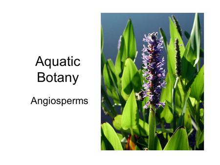 Aquatic Botany Angiosperms. Hydrophytes Plants growing in water or on a substrate that is at least periodically deficient in oxygen as a result of excessive.