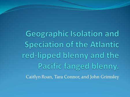 Caitlyn Roan, Tara Connor, and John Grimsley. The Blenny: Ophioblennius One of the most diverse suborders of teleost fishes 723 species 127 genera 6 families.