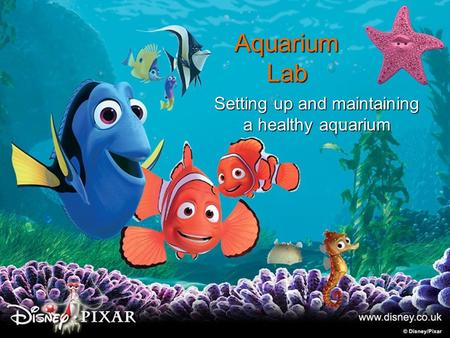 Setting up and maintaining a healthy aquarium