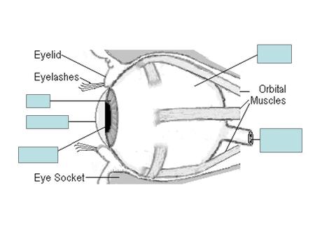 SCLERA: The sclera is the white of the eye. Don't shoot until you see their scleras. Exterior is smooth.