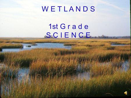 W E T L A N D S 1st G r a d e S C I E N C E R e m e m b e r... A HABITAT is a place where plants and animals live. A habitat has FOOD, WATER and AIR.