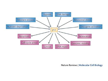 P53 has a key role in integrating the cellular responses (pink boxes) to different types of stress (blue boxes). Activation of p53 can result in a number.