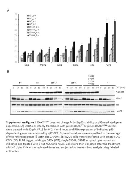 Supplementary Figure 1. DAXX S564A does not change Mdm2/p53 stability or p53 ‑ mediated gene expression. (A) U2OS cells stably transduced with pCDH-DAXX.