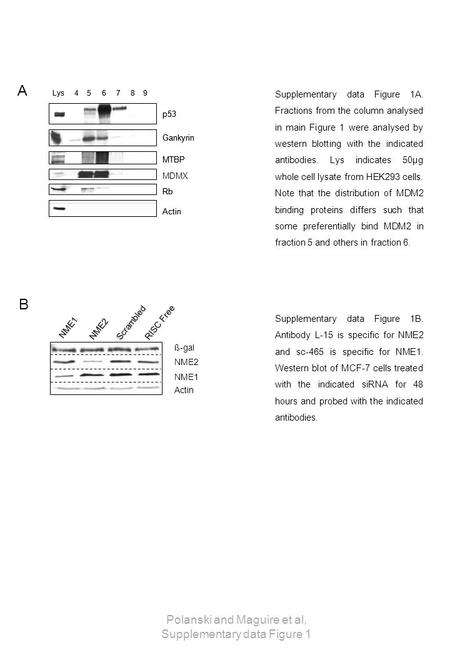 ß-gal NME2 NME1 Actin NME1 NME2 Scrambled RISC Free Supplementary data Figure 1B. Antibody L-15 is specific for NME2 and sc-465 is specific for NME1. Western.