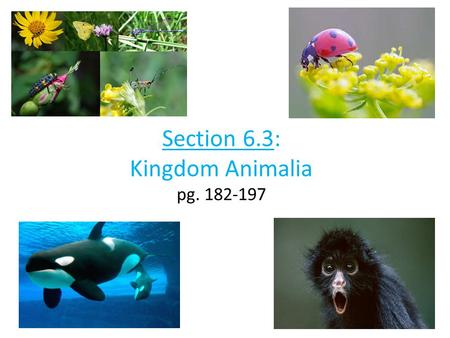 Section 6.3: Kingdom Animalia pg. 182-197. Part 1: Invertebrates.