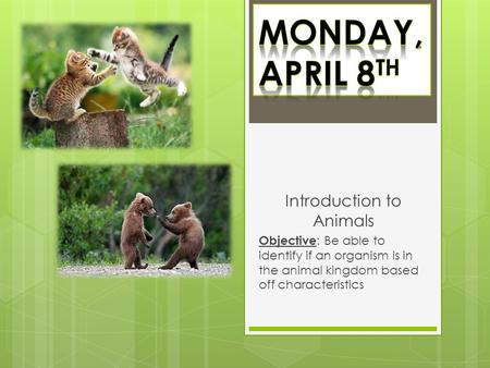 Introduction to Animals