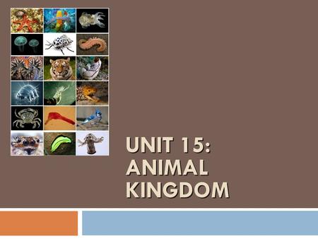 UNIT 15: ANIMAL KINGDOM. What characteristics are common to all animals?  Eukaryotic cells  NO cell wall  Multicellular  Cell specialization  Heterotrophic.