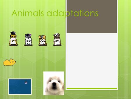 Animals adaptations. 6 types of adaptations adaption Mice adaptions are there huge ears,which helps them hear when their predators are coming and, they.