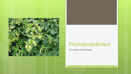 Phytoremediation Of Lead using Hops. Why Lead?  Lead contamination is an incredibly common problem in the US.  It is the #1 contaminant at Superfund.