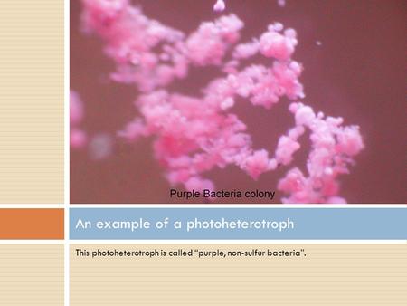 An example of a photoheterotroph