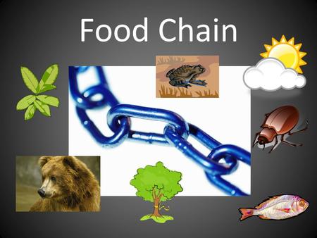 Food Chain.