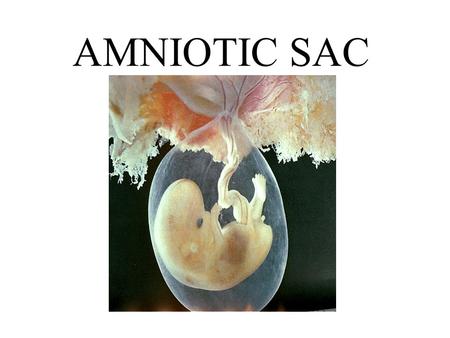 AMNIOTIC SAC.