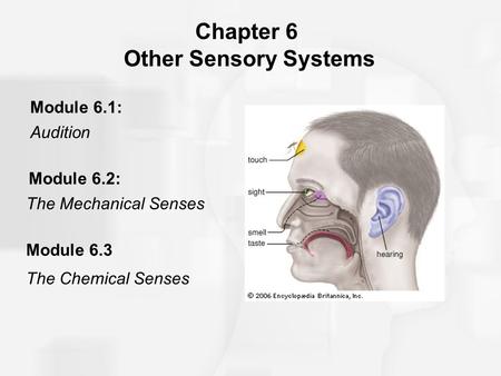 Chapter 6 Other Sensory Systems