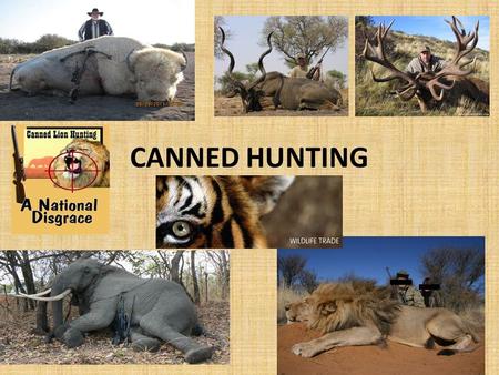 CANNED HUNTING. THE HORROR 'like shooting fish in a barrel' In a canned hunt there is no patience, no chance and no skill. The animals in a canned hunt.