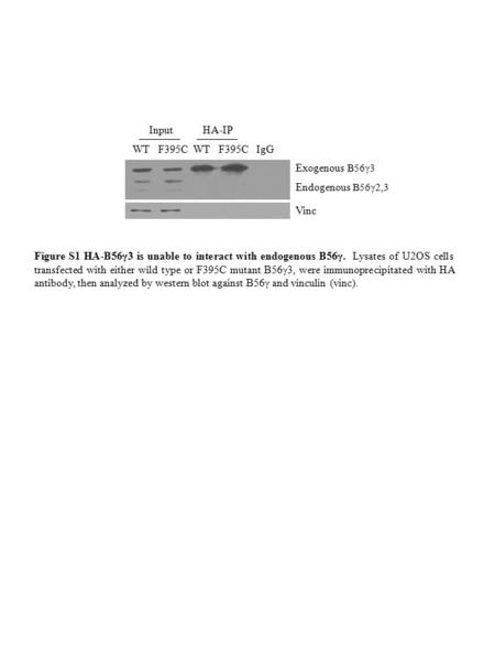 Exogenous B56γ3 WT F395C WT F395C IgG Vinc Endogenous B56γ2,3 HA-IPInput Figure S1 HA-B56γ3 is unable to interact with endogenous B56γ. Lysates of U2OS.