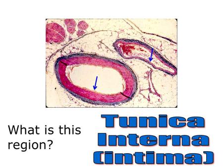 What is this region?. Which pulse point is this?