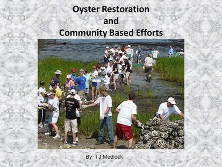 Oyster Restoration and Community Based Efforts