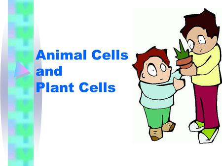 Animal Cells and Plant Cells