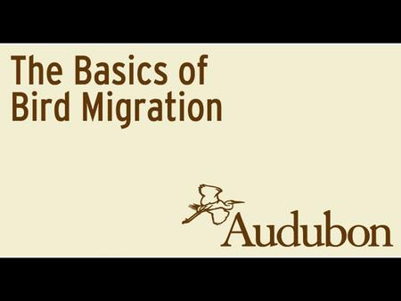 Emily Dickinson Why do birds migrate? Migration is a strategy to take advantage of seasonally abundant food supplies Weather and photo-period are triggers.