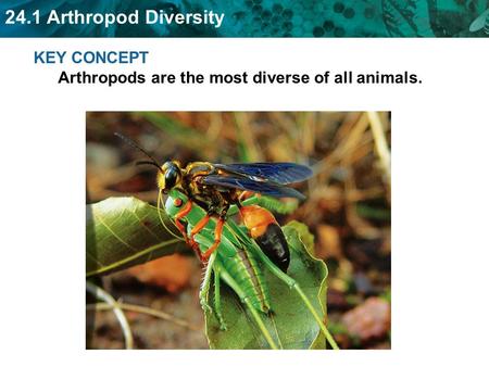 KEY CONCEPT  Arthropods are the most diverse of all animals.