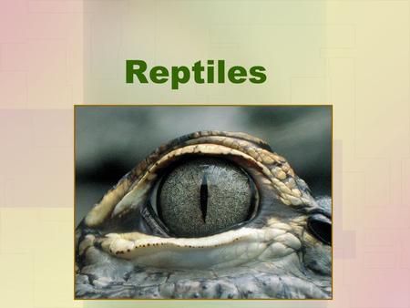 Reptiles.