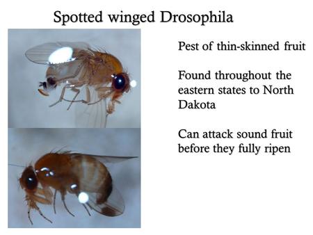 Spotted winged Drosophila Pest of thin-skinned fruit Found throughout the eastern states to North Dakota Can attack sound fruit before they fully ripen.