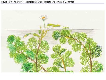 Figure 35.0 The effect of submersion in water on leaf development in Cabomba.