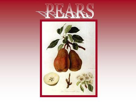 Pears are members of the rose family and are related to the apple and quince. Pears generally have a large round bottom that tapers toward the top. Their.