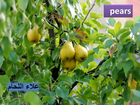 علاء اللحام pears. لإجّاص الأوروبي أو الكمثرى Pyrus communis الإجّاص التركماني Pyrus turcomanica الإجّاص الثيودوروفي Pyrus theodorovii الإجّاص الشتوي.