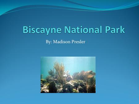 By: Madison Presler. Biscayne national park is a wonderful place.. This water wonderland is over 90% water! Within this park there is an extensive mangrove.