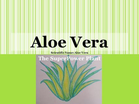 Aloe Vera Scientific Name: Aloe Vera The SuperPower Plant.