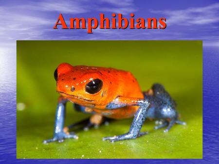 Amphibians.