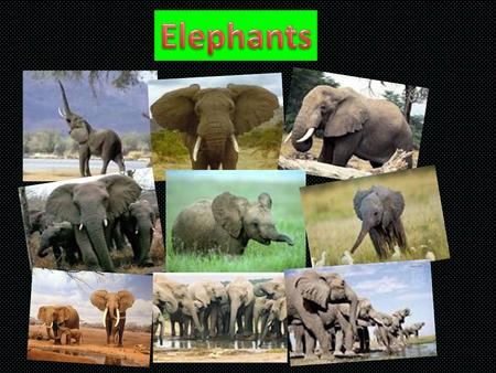 Elephants.