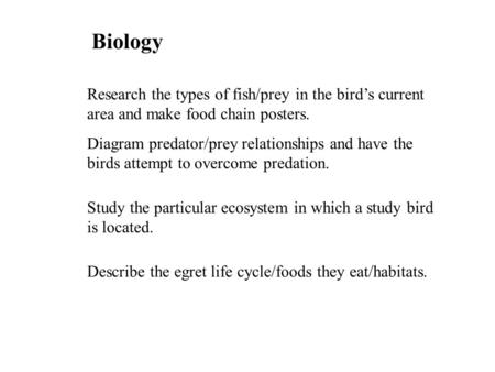 Research the types of fish/prey in the bird’s current area and make food chain posters. Diagram predator/prey relationships and have the birds attempt.