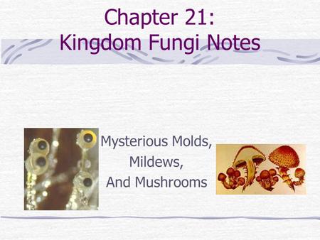 Chapter 21: Kingdom Fungi Notes