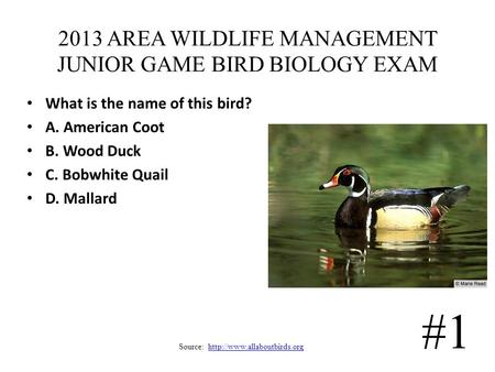 2013 AREA WILDLIFE MANAGEMENT JUNIOR GAME BIRD BIOLOGY EXAM Source:  #1 What is the name of this.