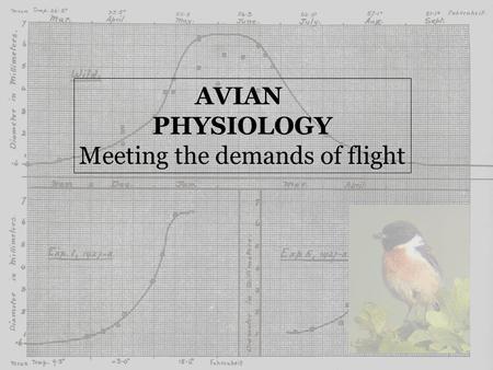 AVIAN PHYSIOLOGY Meeting the demands of flight. Flight Most E-demanding type of locomotion (E/T) Most efficient type of locomotion (E/D) - An integrated.