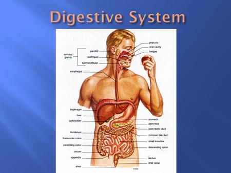 Digestive System.