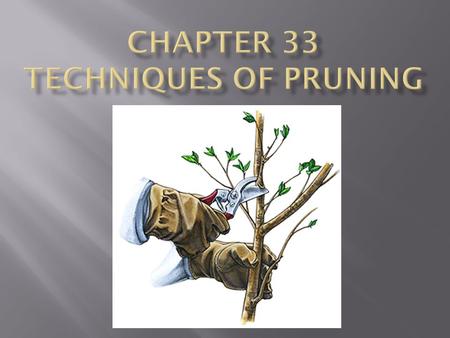 Chapter 33 Techniques of Pruning