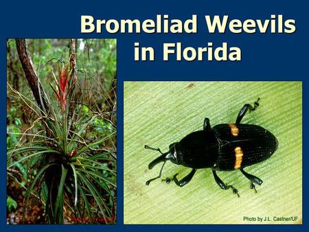 Bromeliad Weevils in Florida