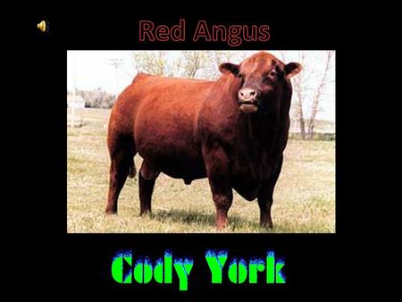 The origin of the Red Angus breed is in Scotland.