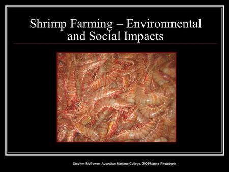 Shrimp Farming – Environmental and Social Impacts Stephen McGowan, Australian Maritime College, 2006/Marine Photobank.