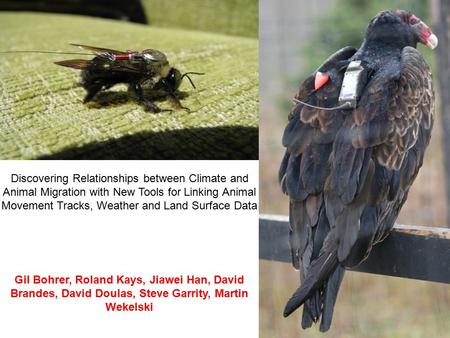 Discovering Relationships between Climate and Animal Migration with New Tools for Linking Animal Movement Tracks, Weather and Land Surface Data Gil Bohrer,