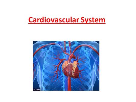 Cardiovascular System