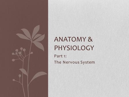 Part 1: The Nervous System ANATOMY & PHYSIOLOGY. Three Functions of the Nervous System: Sensory Input: Gathers stimuli (receives information) Integration: