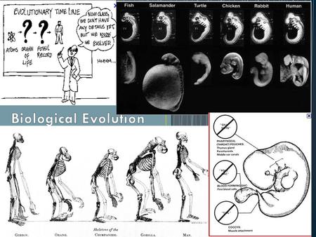 Chapter 10. Evolution the word, has several meanings Evolution – gradual change to improve or become more complex - change Evolution – random changes.