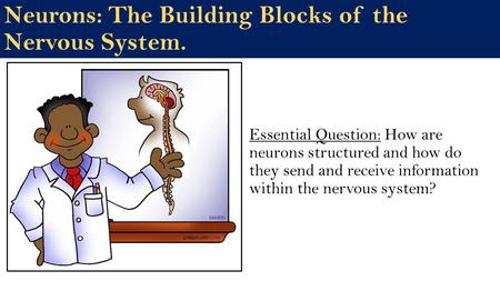 Neurons: The Building Blocks of the Nervous System.