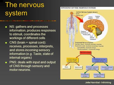 Jette Hannibal - Inthinking The nervous system NS: gathers and processes information, produces responses to stimuli, coordinates the workings of different.