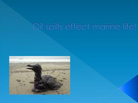 Direct way, through poison by ingestion, destruction of habitat and direct contact with the oil. Many kind of fish die from oil spill like whales and.